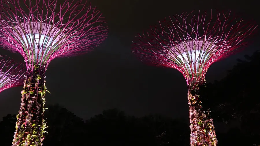 Two Supertrees lit in pink and white against a black night sky